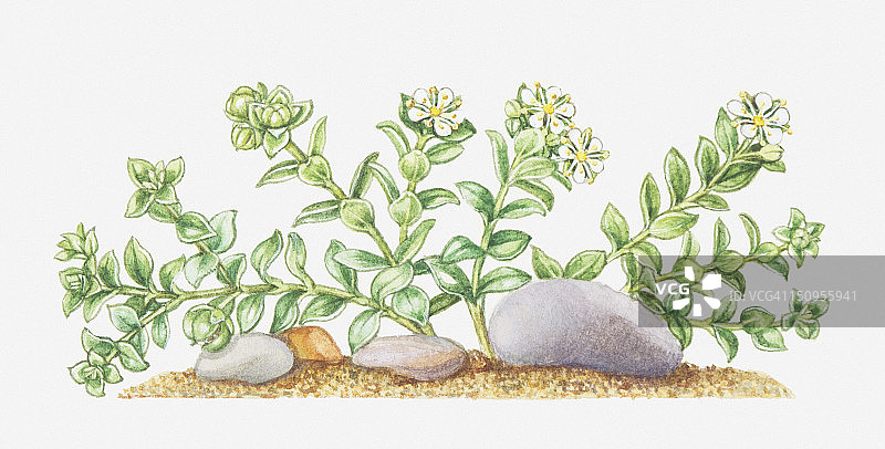 海滨沙草（海蓬子）野花插画图片素材