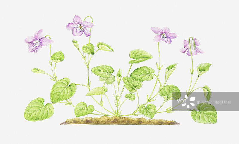 Viola riviniana（普通狗紫罗兰，木紫罗兰）插图，粉色花朵图片素材