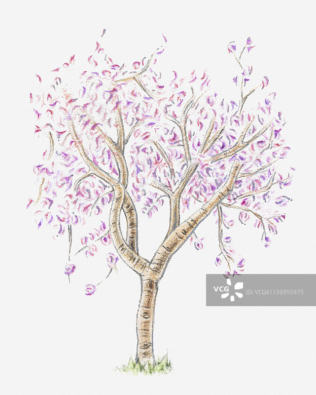 杏树开花插画图片素材