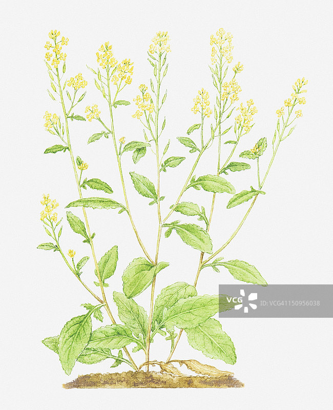 野芥菜花插画图片素材