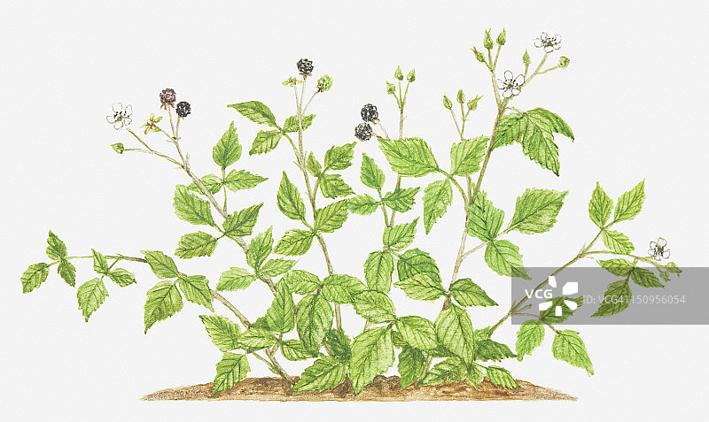 开花结果的露莓（Rubus caesius）图片素材