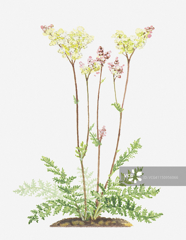 委陵菜插画：顶端分枝聚伞花序的长茎花朵图片素材