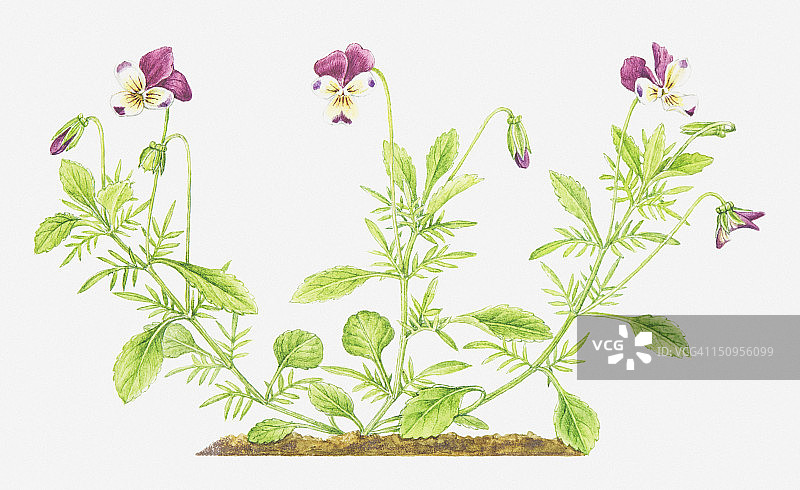 三色堇（野生三色堇）野花插画图片素材