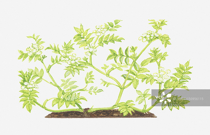 石龙芮的叶和花插图图片素材