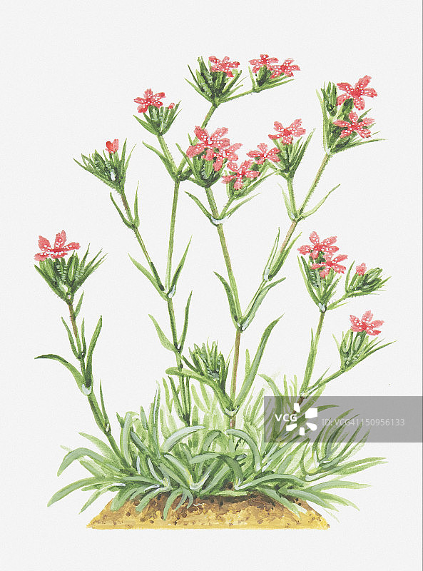 红花石竹花插画图片素材