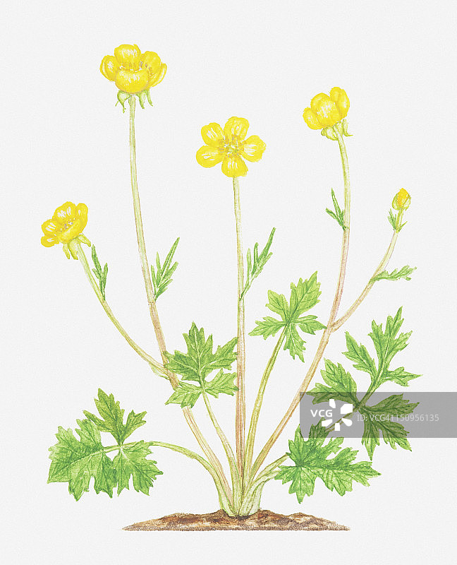 球根毛茛黄色花朵插画图片素材