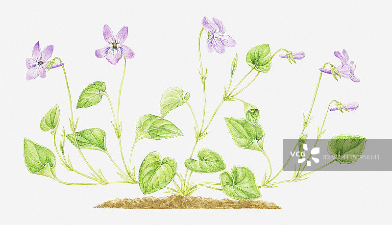 紫色早开堇菜花插画图片素材