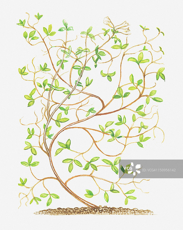 弯茎植物插画图片素材
