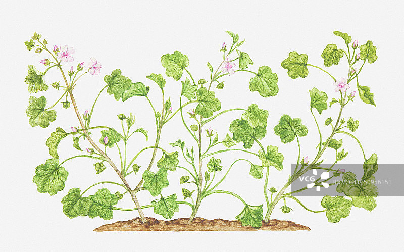 锦葵属植物（欧洲矮锦葵）野花插画图片素材