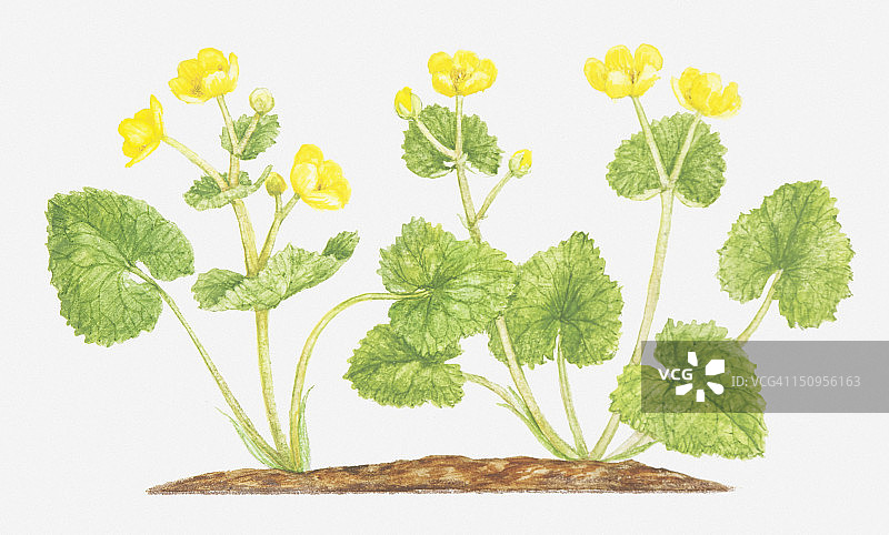 Caltha palustris（沼泽金盏花）黄色花朵插画图片素材