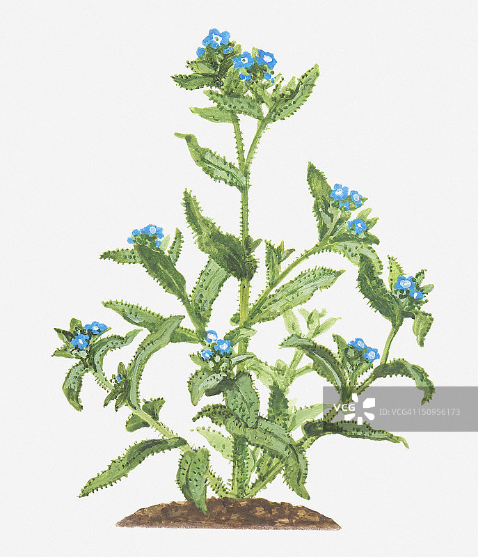琉璃繁缕（牛舌草）的叶子和蓝色花朵插画图片素材