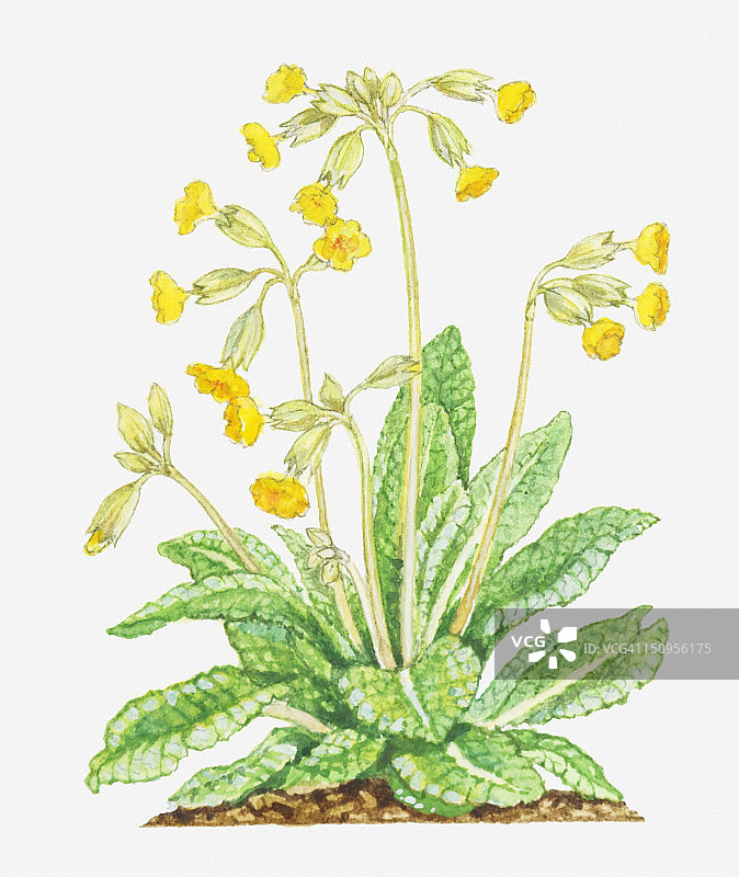 报春花插画，黄色花朵图片素材