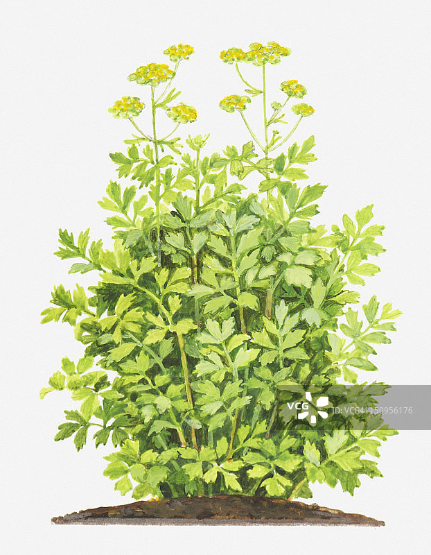 多年生香芹（Lovage）叶子和黄花插画图片素材