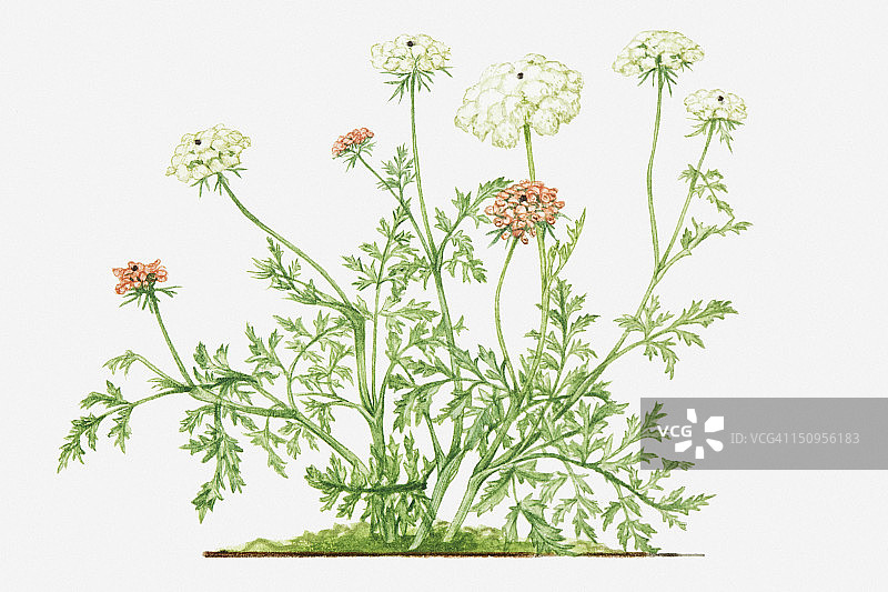 野胡萝卜野花插画图片素材