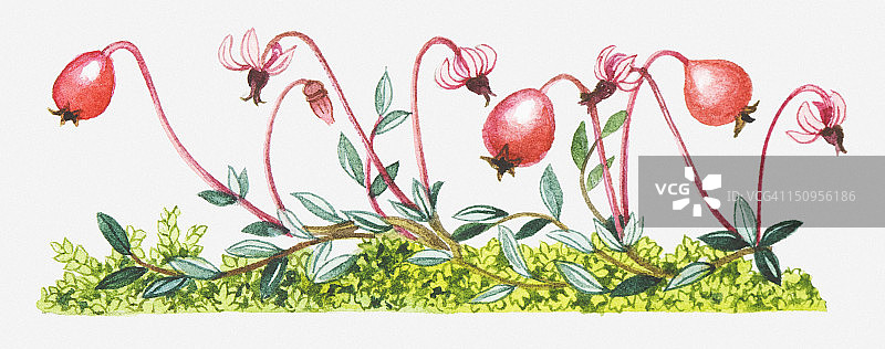 蔓越莓插画图片素材