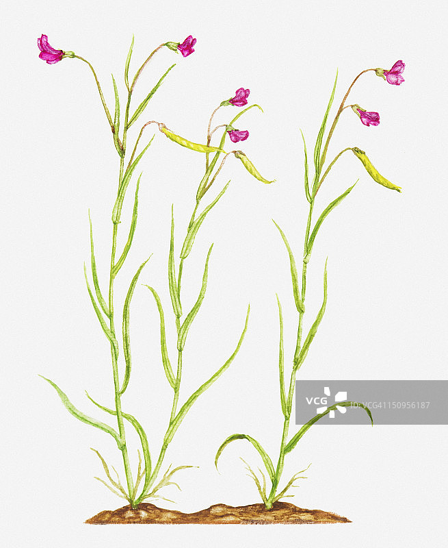 粉色细茎香豌豆花插画图片素材