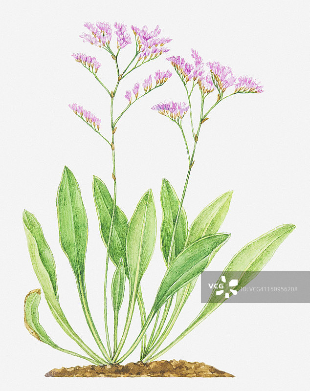 补血草（海石竹）叶子和粉色花朵插画图片素材