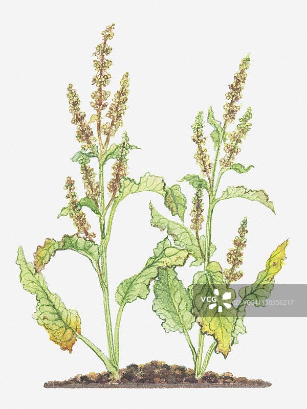 皱叶酸模的叶子和花朵插画图片素材