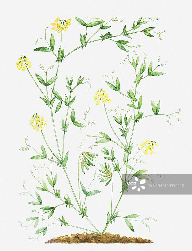 滨豆，叶子和黄色花朵插画图片素材