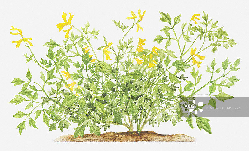 黄堇野花插画图片素材