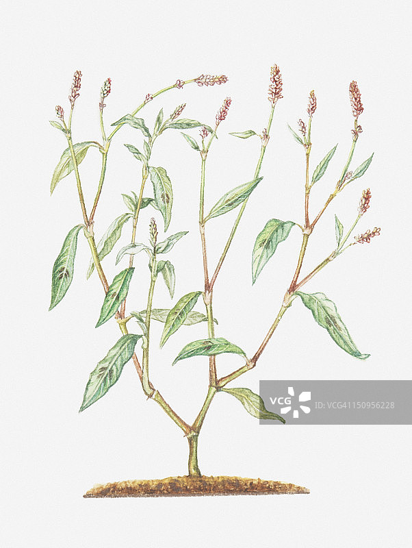 蓼（红旱莲）插画，带小红花的 branched stems图片素材