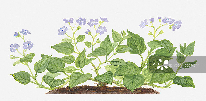 勿忘我（琉璃繁缕）的叶子和紫色花朵插画图片素材