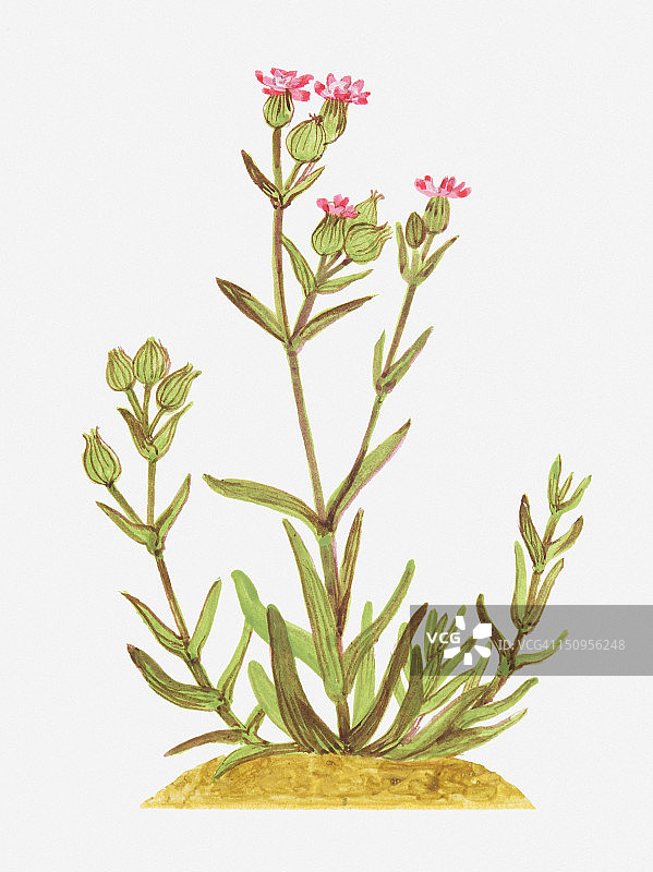 蝇子草野花插画图片素材