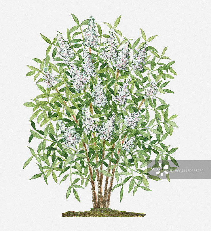 南天竹常绿灌木白色圆锥花簇插画图片素材