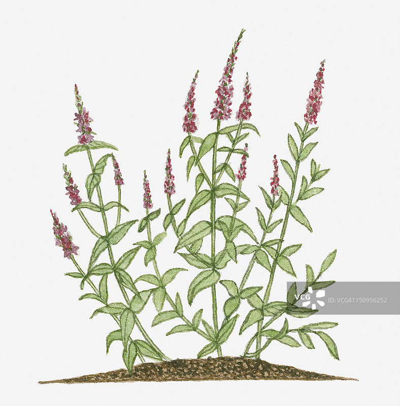 千屈菜插画图片素材