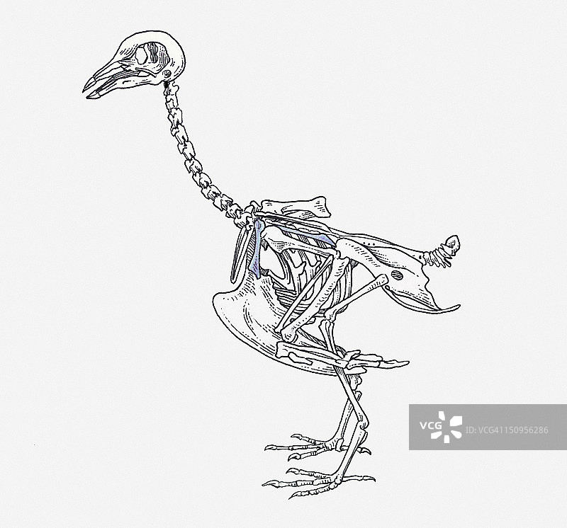 鸵鸟骨骼插图图片素材