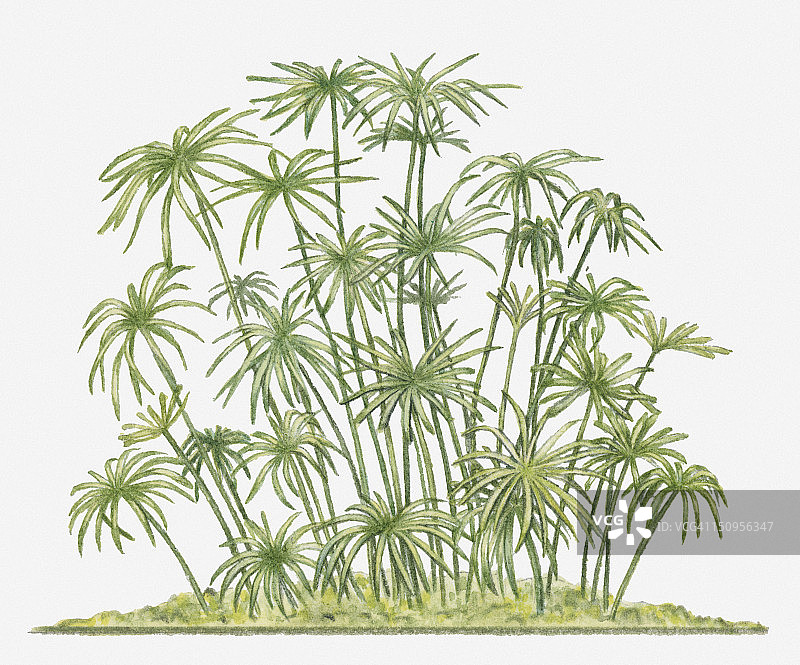 纸莎草插画，展示了长长的绿色茎，顶部是细茎簇图片素材