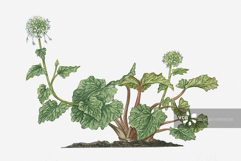 山葵（日本辣根）插画，白色花序，长茎绿色叶子和可食用根图片素材