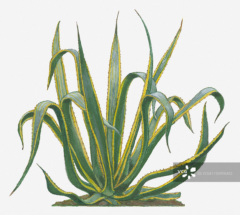 叶子边缘带刺黄色边缘和尖刺顶端的龙舌兰插画图片素材