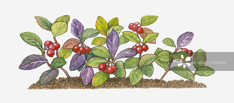 冬青与红色果实和绿紫色叶子插图图片素材