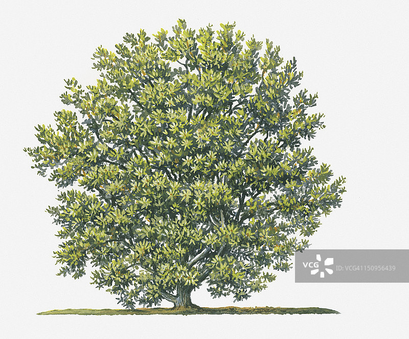 杨梅灌木（Wax Myrtle）形态插画，有大量绿色小叶图片素材