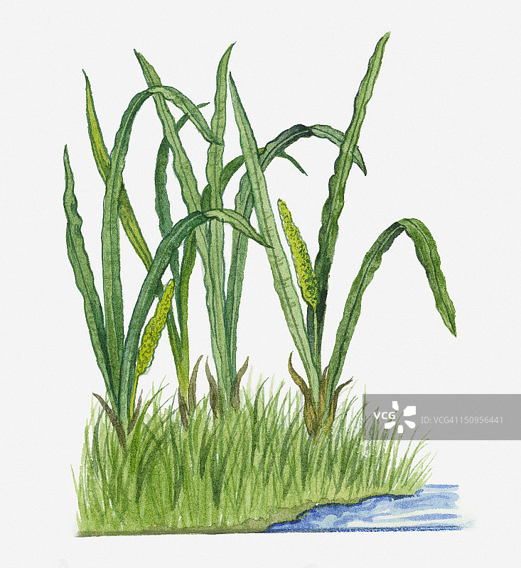 菖蒲的插图，其佛焰苞和卷曲边缘的狭长绿叶生长在水边图片素材