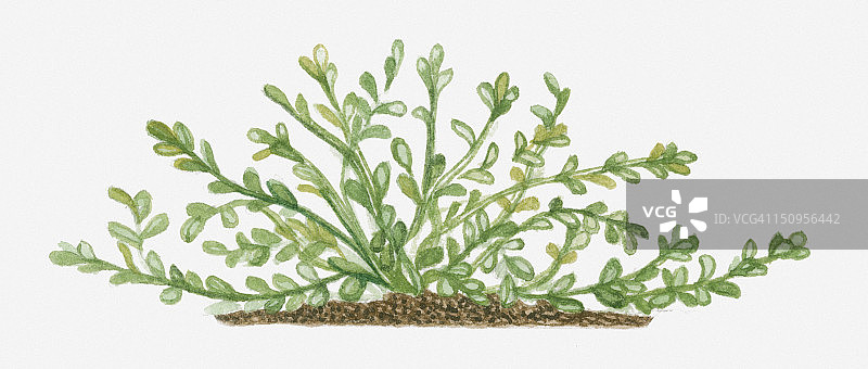 假马齿苋插画：蔓生茎上带有肉质倒披针形绿色叶子图片素材