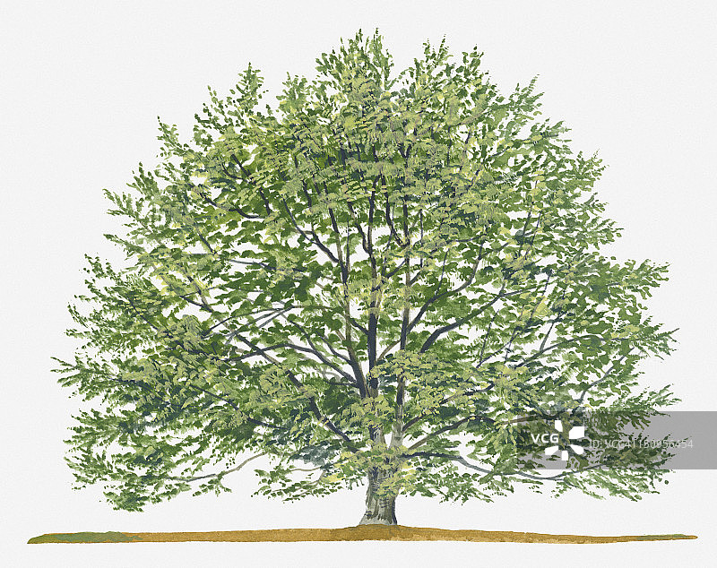 欧洲山毛榉落叶树插画图片素材