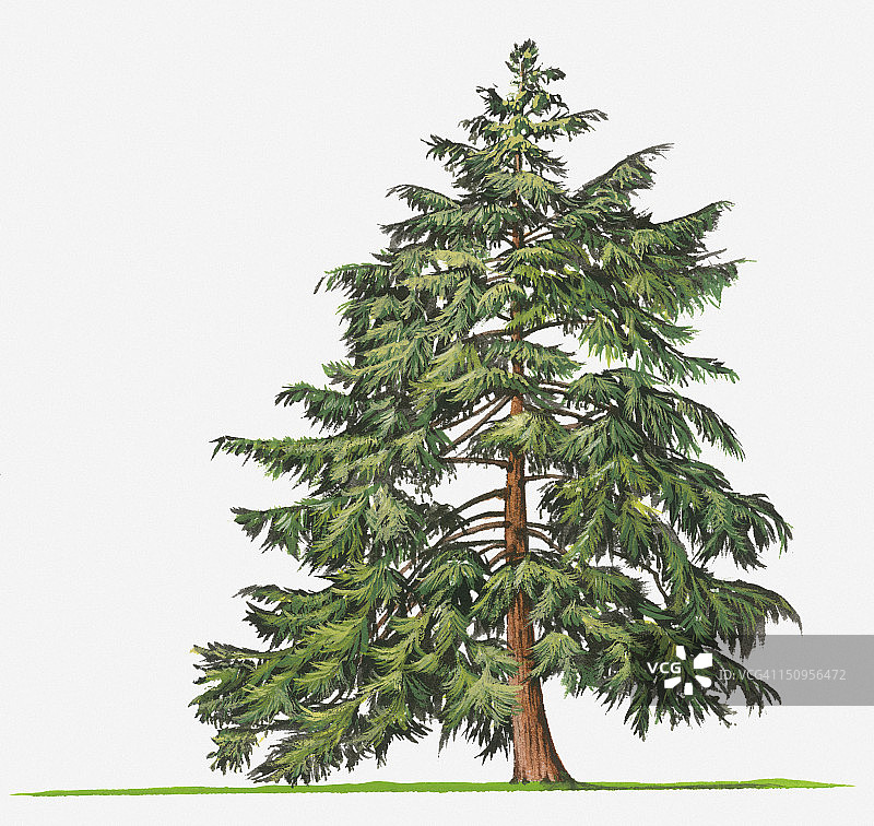 北美乔柏（加拿大铁杉）树插画图片素材