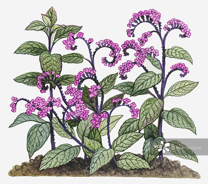 天芥菜（香水草，樱桃派）粉色花朵和绿色大叶子插画图片素材