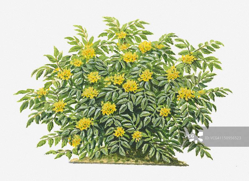 阔叶十大功劳灌木与黄色花朵插画图片素材