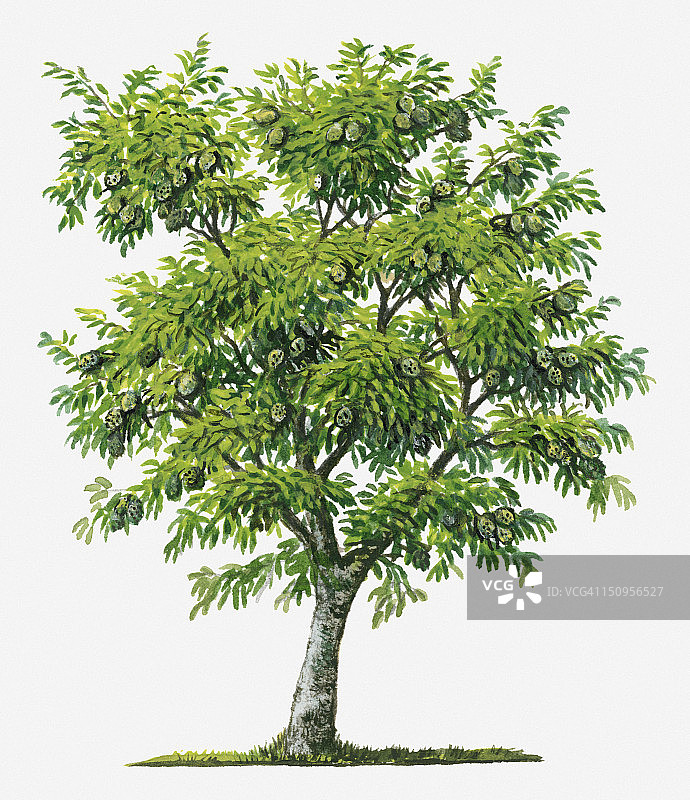 刺果番荔枝树及其绿色果实插画图片素材