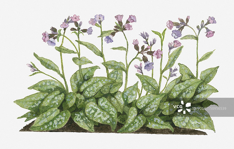 开粉紫色花的肺草图示图片素材