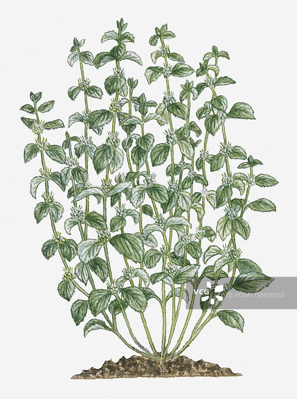 白色夏至草插图，高高的茎上长着成簇的白色花朵和灰绿色叶子图片素材