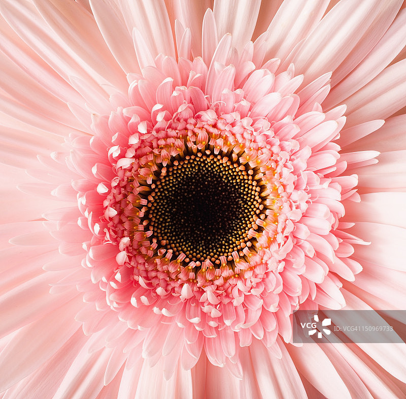 美国犹他州利希，粉色雏菊特写图片素材