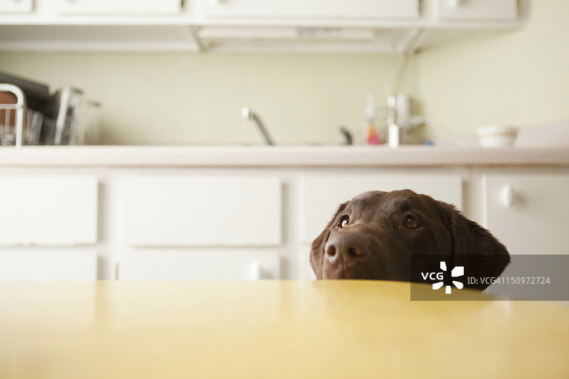 70368762，t：美国犹他州盐湖城：从桌子下伸出的狗头图片素材