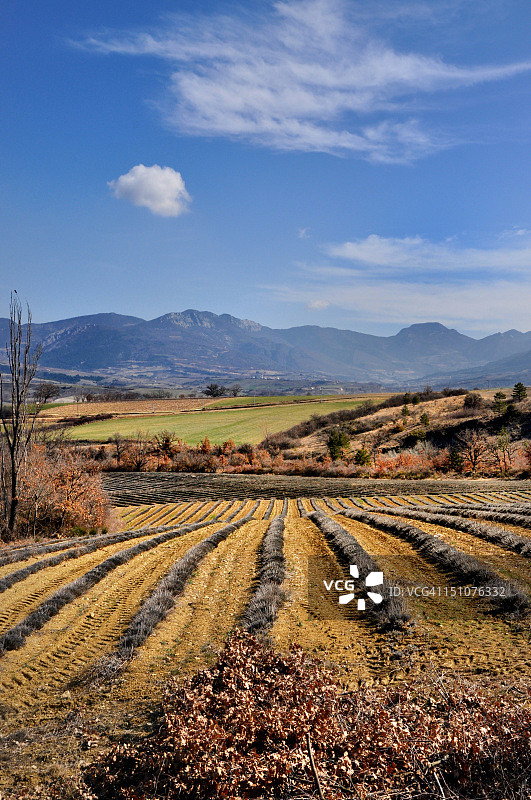 冬季的薰衣草图片素材
