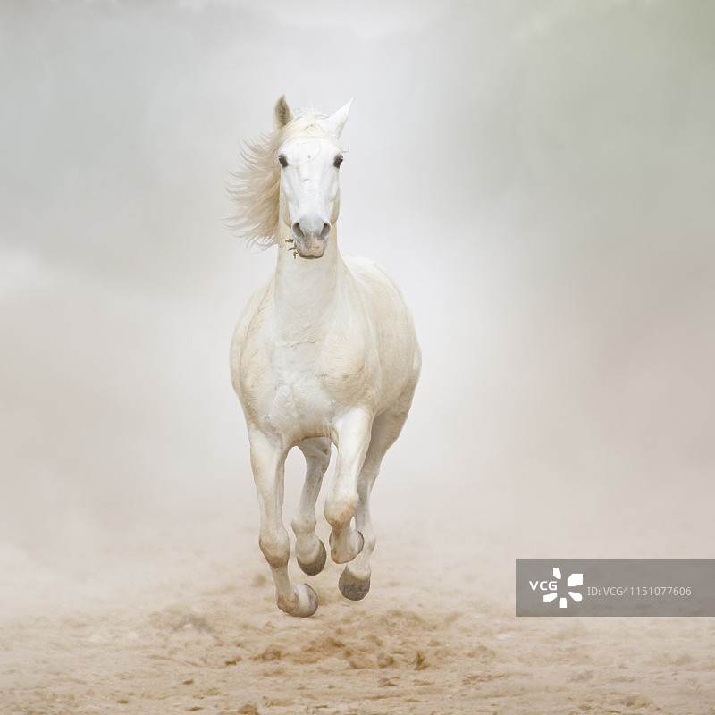 奔腾的骏马图片素材