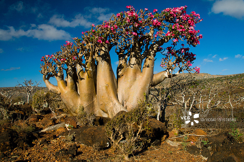 索科特拉沙漠玫瑰图片素材