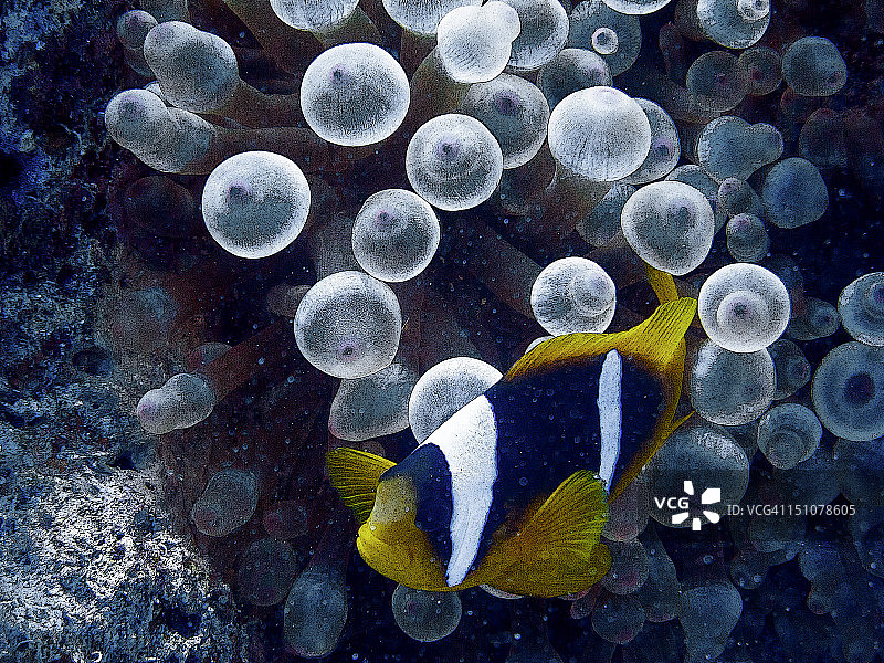 带海葵的小丑鱼图片素材